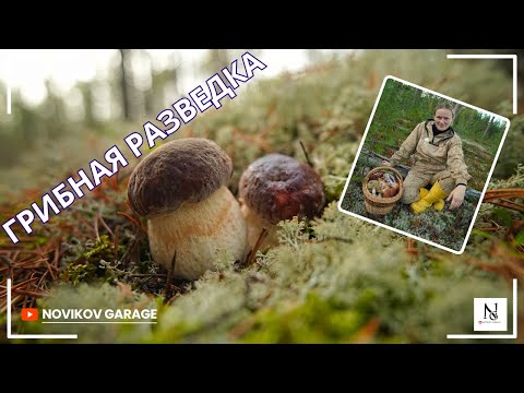 Видео: Грибная разведка 26 сентября 2025. Приозерский район.