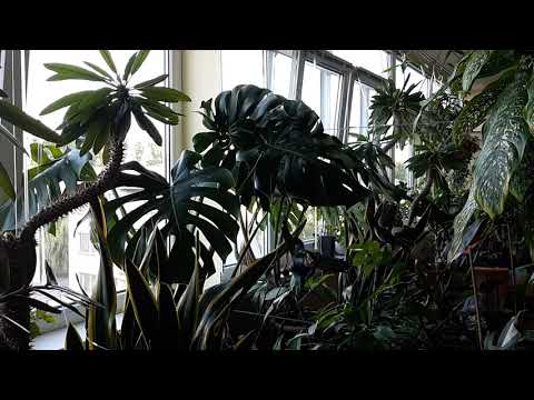 Видео: Джунгли в квартире. Монстера.