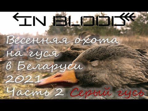 Видео: ОХОТА НА ГУСЯ в Беларуси 2021 Часть 2 Серый гусь-IN BLOOD