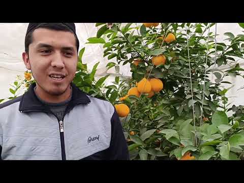 Видео: ЛИМОНЛАР Ни серхосил килиш..