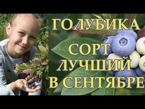 Видео: Голубика сорт Элизабет