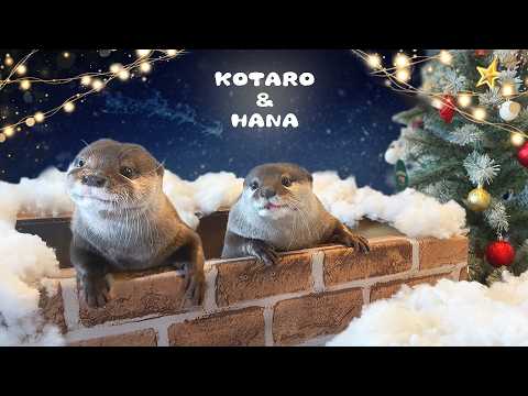 Видео: Как милые выдры празднуют Рождество