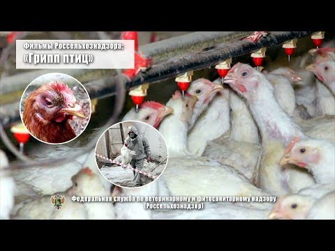 Видео: Грипп птиц