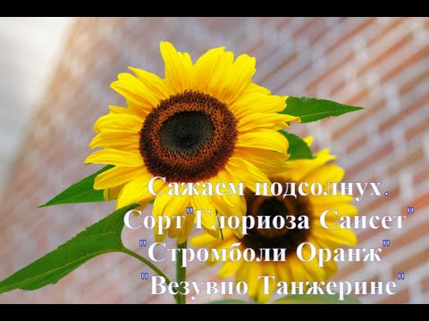 Видео: Как сажать подсолнух(подсолнечник) декоративный на рассаду.