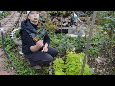 Видео: Как обрезать розы на зиму