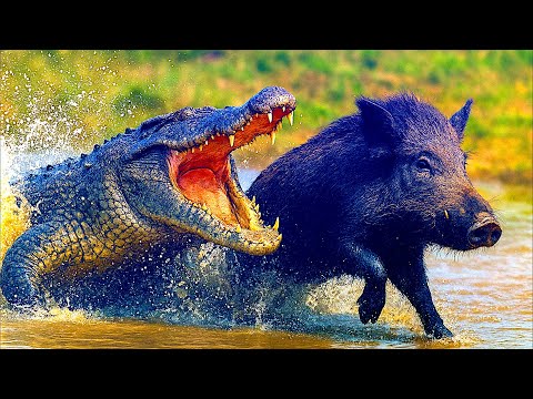 Видео: Аллигаторы - живые свидетели эволюции!