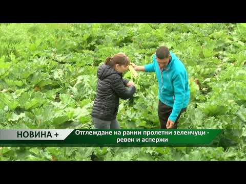 Видео: Новина плюс: Отглеждане на ранни пролетни зеленчуци - ревен и аспержи, автор: Ана Минева