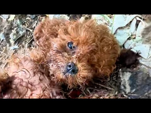 Видео: Брошенная, она лежала на земле, задыхаясь, как гниющее дерево.