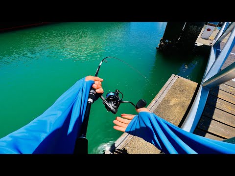 Видео: Земля ГИГАНТСКИХ РЫБ! Большой мангровый ставрида, баррамунди и многое другое!...