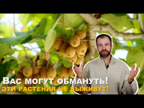 Видео: Не выбрасывайте деньги на ветер. Экзотические растения в саду.