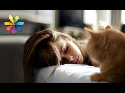 Видео: Как правильно просыпаться, подскажет… кот! – Все буде добре. Выпуск 690 от 20.10.15