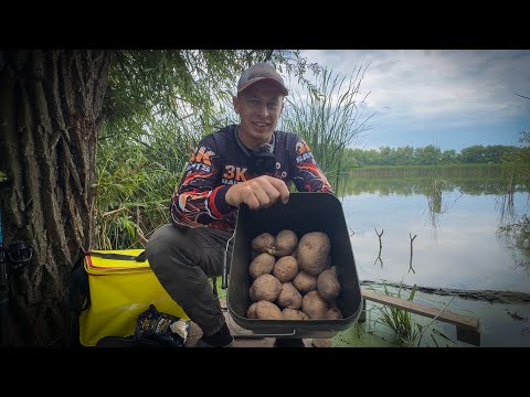 Видео: ОЛДСКУЛ не ВМЕР! Короп на КАРТОПЛЮ — як у дитинстві.