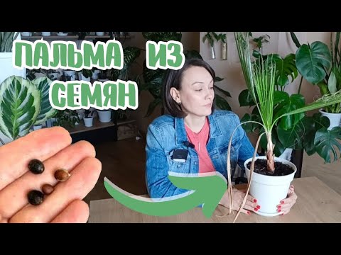 Видео: Пальма Вашингтония из семечки! Показываю, что стало через год