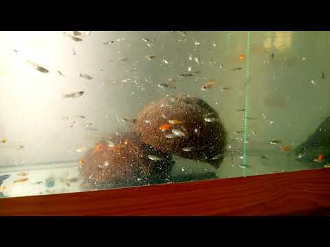 Видео: Итоги нереста данио/Продолжаю лечить гуппи/Уход за аулофорусом /Моллинезия не метает