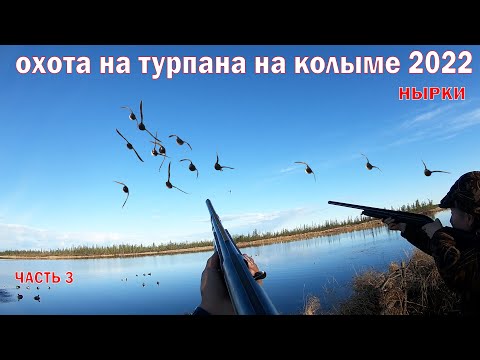Видео: ОХОТА НА ТУРПАНА НА КОЛЫМЕ 2022 ЧАСТЬ 3. HUNTING FOR VELVET SCOTER IN SIBERIA. KOLYMA