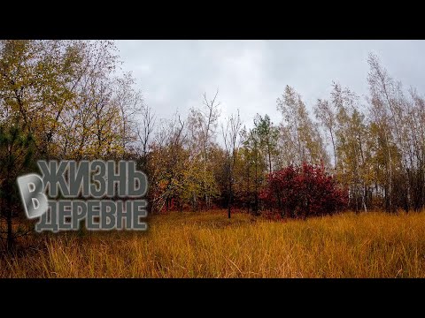 Видео: Разведка грибов