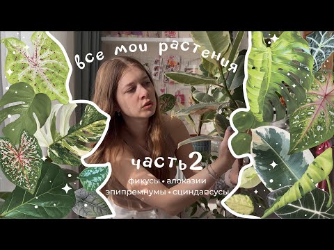 Видео: Мои растения: часть 2 • фикусы • алоказии • эпипремнумы • сциндапсусы