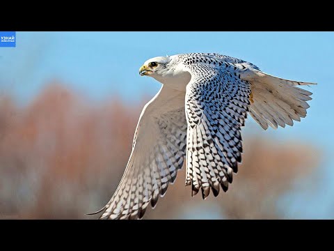 Видео: Белый Кречет – Самый Сильный и Красивый Сокол!