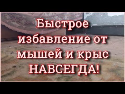 Видео: Ультразвук от мышей и крыс Мыши и крысы уйдут навсегда!!!  Звук от мышей и крыс