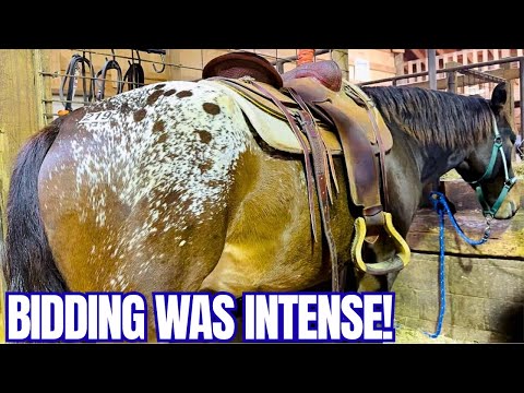 Видео: Я НЕ ХОТЕЛ ПОКУПАТЬ на аукционе! Пока не появилась эта лошадь…
