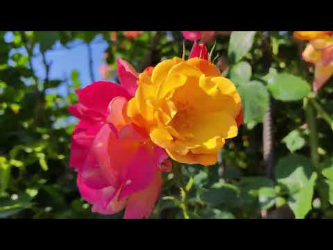 Видео: ЛЕТНИЙ ДЕНЬ ЧУДЕСНАЯ ОТРАДА...//цветение роз//10.06.2023г.