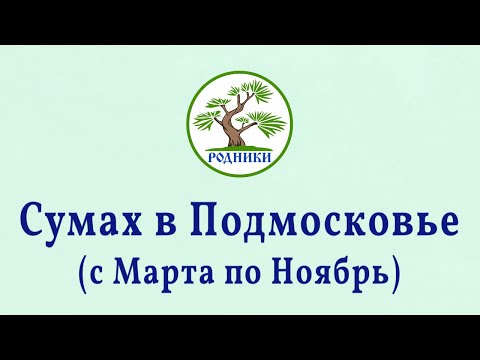 Видео: Сумах в Подмосковье. С Марта - по Ноябрь