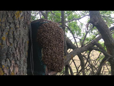 Видео: РОЙ ПЧЕЛ НЕ ВЛЕЗ В ЛОВУШКУ !!!