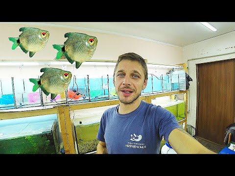 Видео: Усложняем. Филомена дисковая на нерест