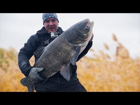 Видео: ХИТРАЯ СНАСТЬ на щуку ловит ТОЛСТОЛОБА! Рыбалка.