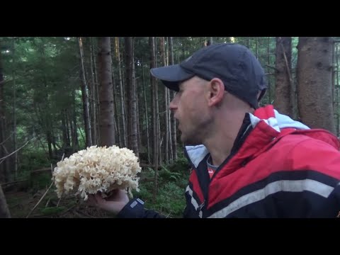 Видео: Багато грибів в день відкриття грибного сезону