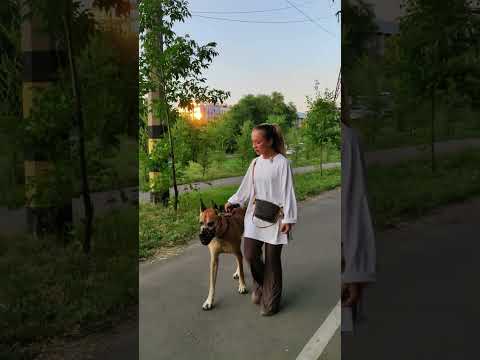 Видео: Алматы. Зооагрессия.