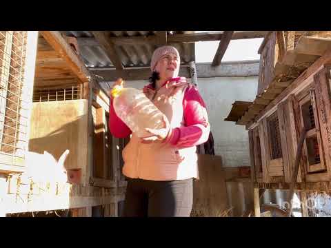 Видео: Прості поради по утриманню кроликів.Порода термонська біла