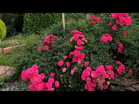 Видео: Си Фоам, Фейри Данс, Книрпс - почвопокровные розы. Rose Sea Foam, Rose Knirps, Rose Fairy Dance