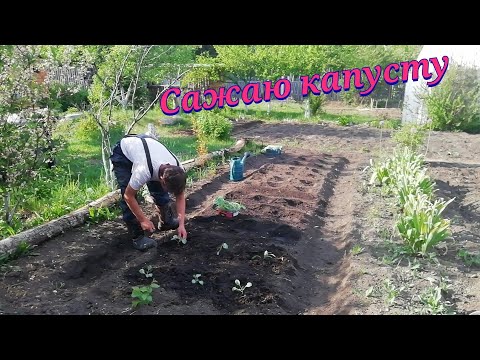 Видео: Впервые сажаю капусту, Деревенские будни не легко....