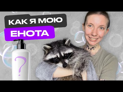 Видео: КАК Я МОЮ ЕНОТА | УХОД ЗА ЕНОТОМ