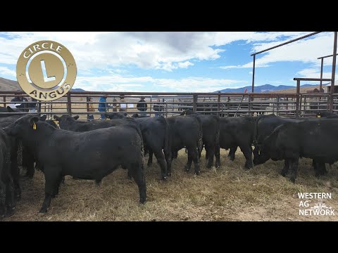 Видео: Circle L Angus: Строительство будущего