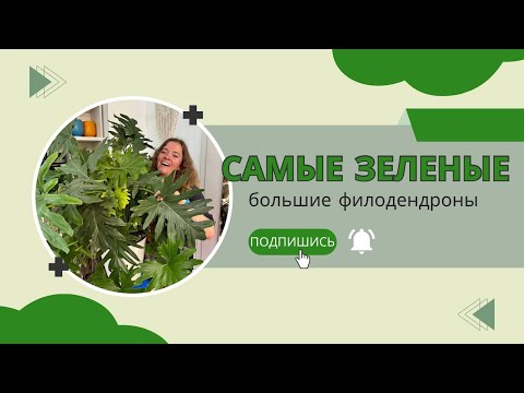 Видео: САМЫЙ большой филодендрон в коллекции