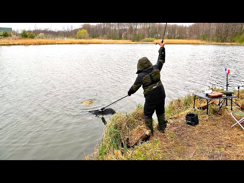Видео: Бешеный клёв сазана и карпа! Первые весенние трофеи на ФЛЭТ ФИДЕР! Рыбалка 2020