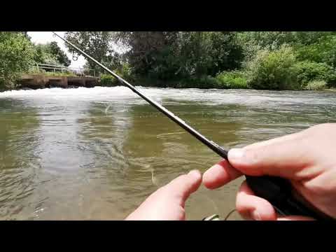 Видео: Риболов на р. Искър