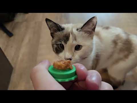Видео: Кошки сходят с ума от этой конфеты, устоит ли Мурпи?