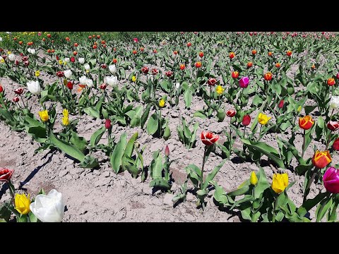 Видео: Зацвели тюльпаны с луковици после выгонки к 8 марта.