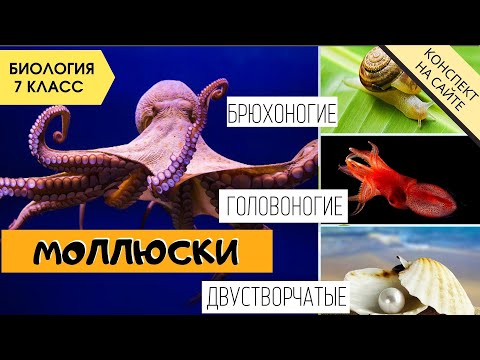 Видео: Тип Моллюски, их строение. Биология 7 класс. Двустворчатые, головоногие, брюхоногие. ЕГЭ Видеоуроки