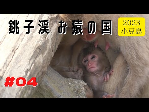 Видео: [#04] Страна обезьян в долине Чоши, май 2023 г., часть 2
