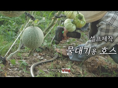Видео: [2 июля] Сезон помидоров 🍅Мы каждый день собираем помидоры и готовим блюда из помидоров.