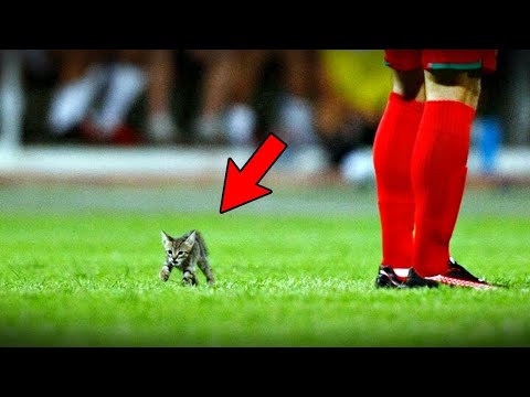 Видео: Он Зря Выбежал на Поле! Неожиданные Моменты с Животными в Спорте