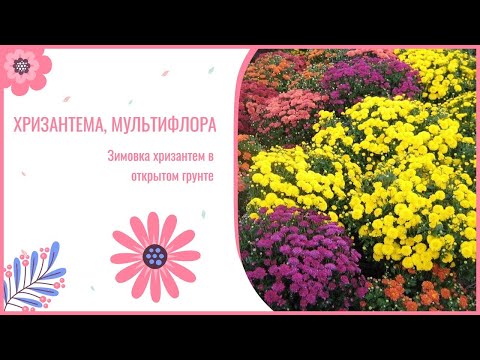Видео: Зимовка хризантем в открытом грунте. Как сохранить хризантемы зимой.