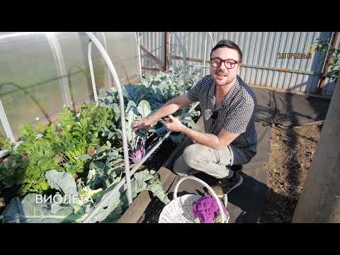 Видео: Дача с Виталием Декабревым. Подготовка участка к новому сезону. Сентябрь