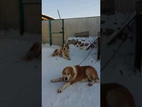 Видео: Тобеты в Актобе. Кутбол, Красавица, Барбос и Куттобет