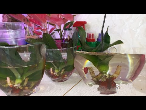 Видео: ОПУСТИ ОРХИДЕЮ ТАК Получишь РЕЗУЛЬТАТ🔥НОУ-ХАУ ДАВНО НЕ НОУ-ХАУ/УСПЕХ КОРНЕЙ И ЛИСТЬЯ В ТУРГОРЕ СОК А