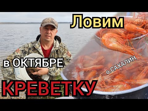 Видео: РЫБАЛКА в середине октября. Ловим КРЕВЕТКУ. Закрываем сезон природы 2023г. о.САХАЛИН.